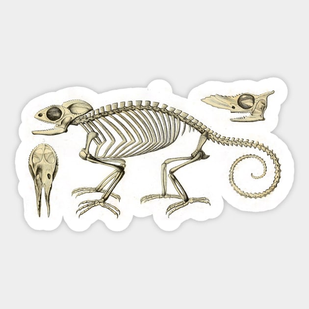 Chameleon Skeleton Anatomy Vintage Science Sticker by MoPaws